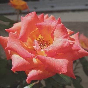 Meet your Posher, Haeymi